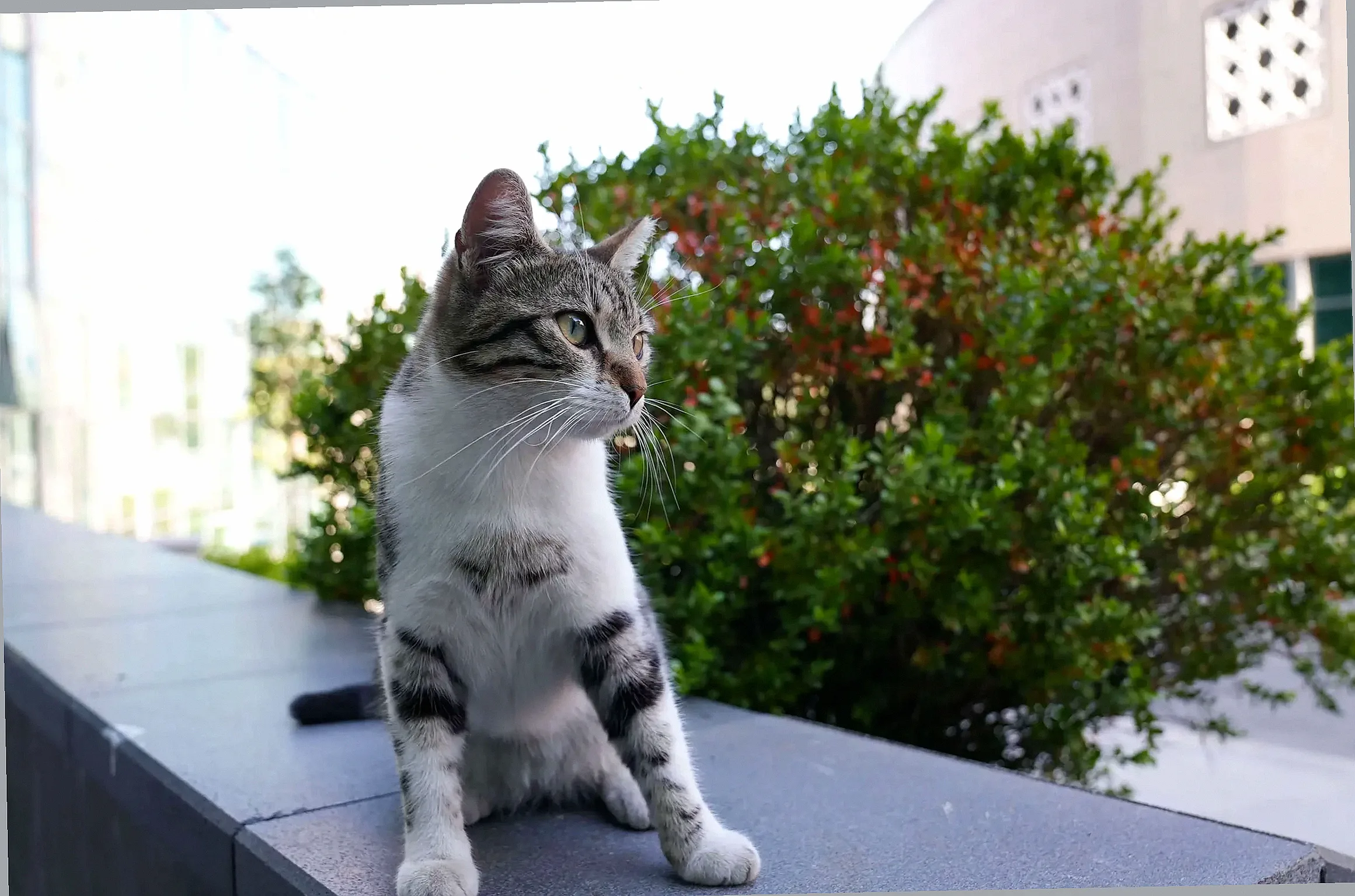 halic university cat